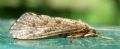 Hydropsyche sp.